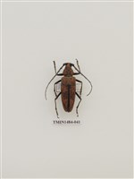 藏品(霧社深山天牛)的圖片